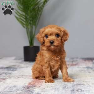 Twinkle, Cavapoo Puppy